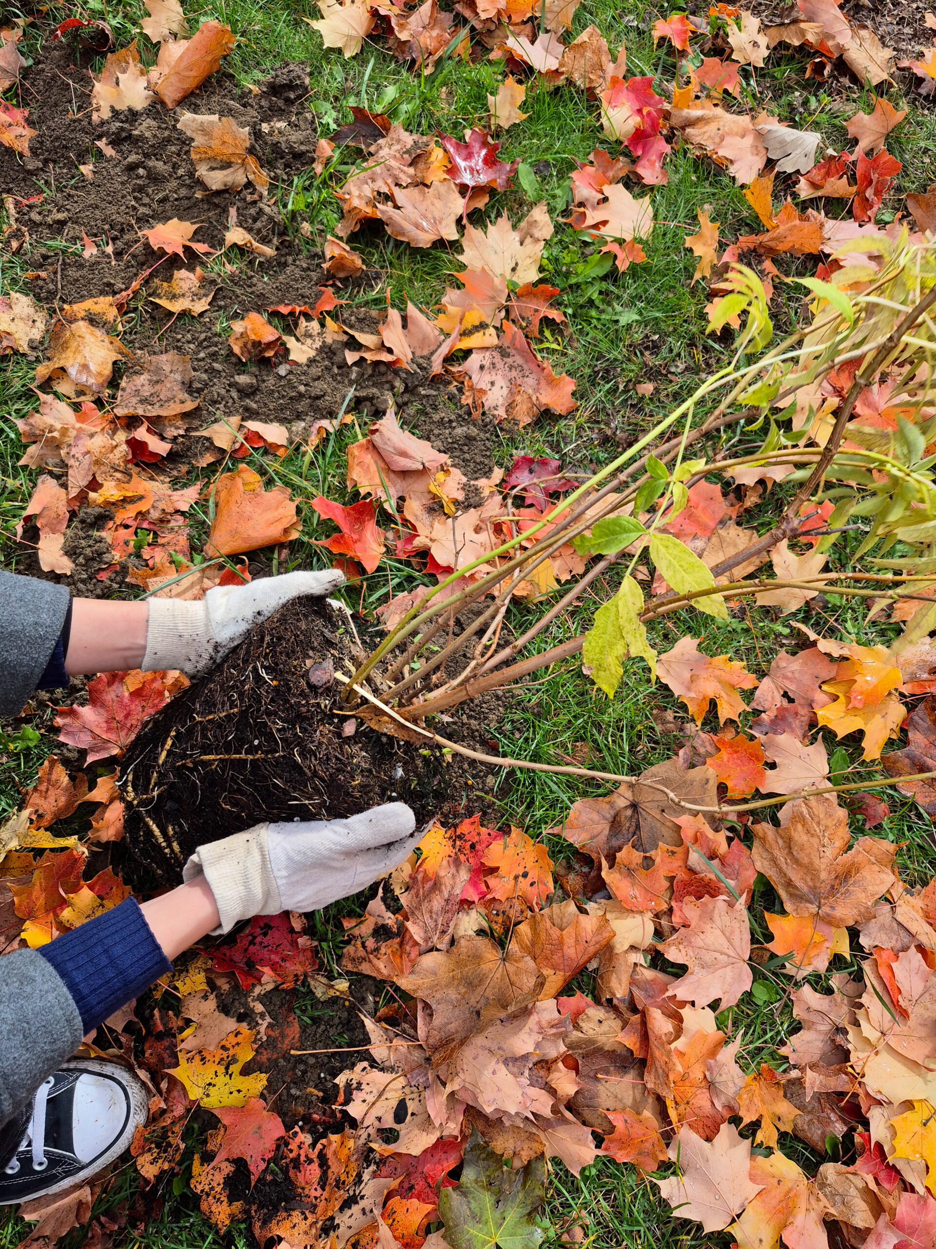 York University - Tree Planting