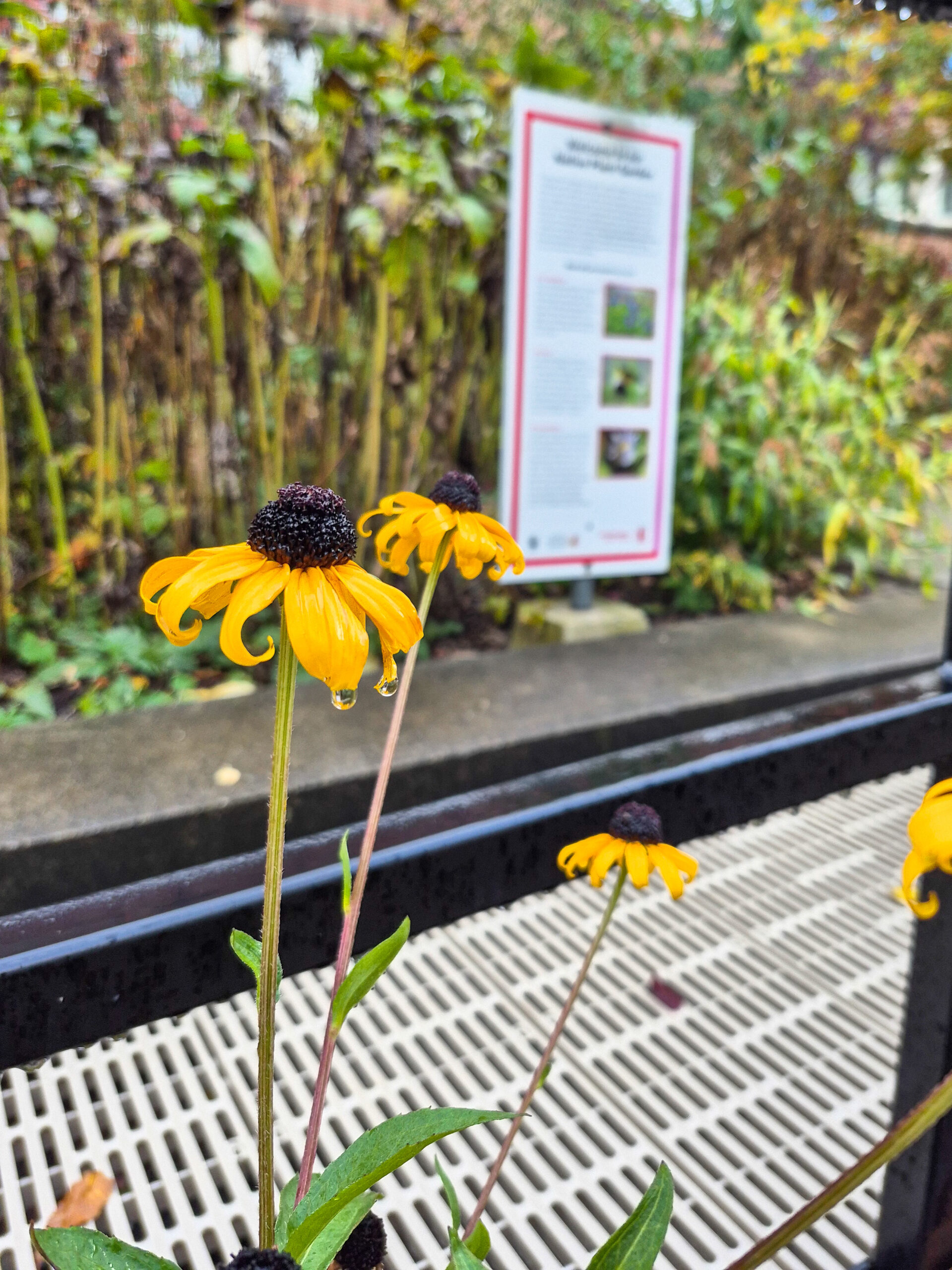York University - Pollinator Garden