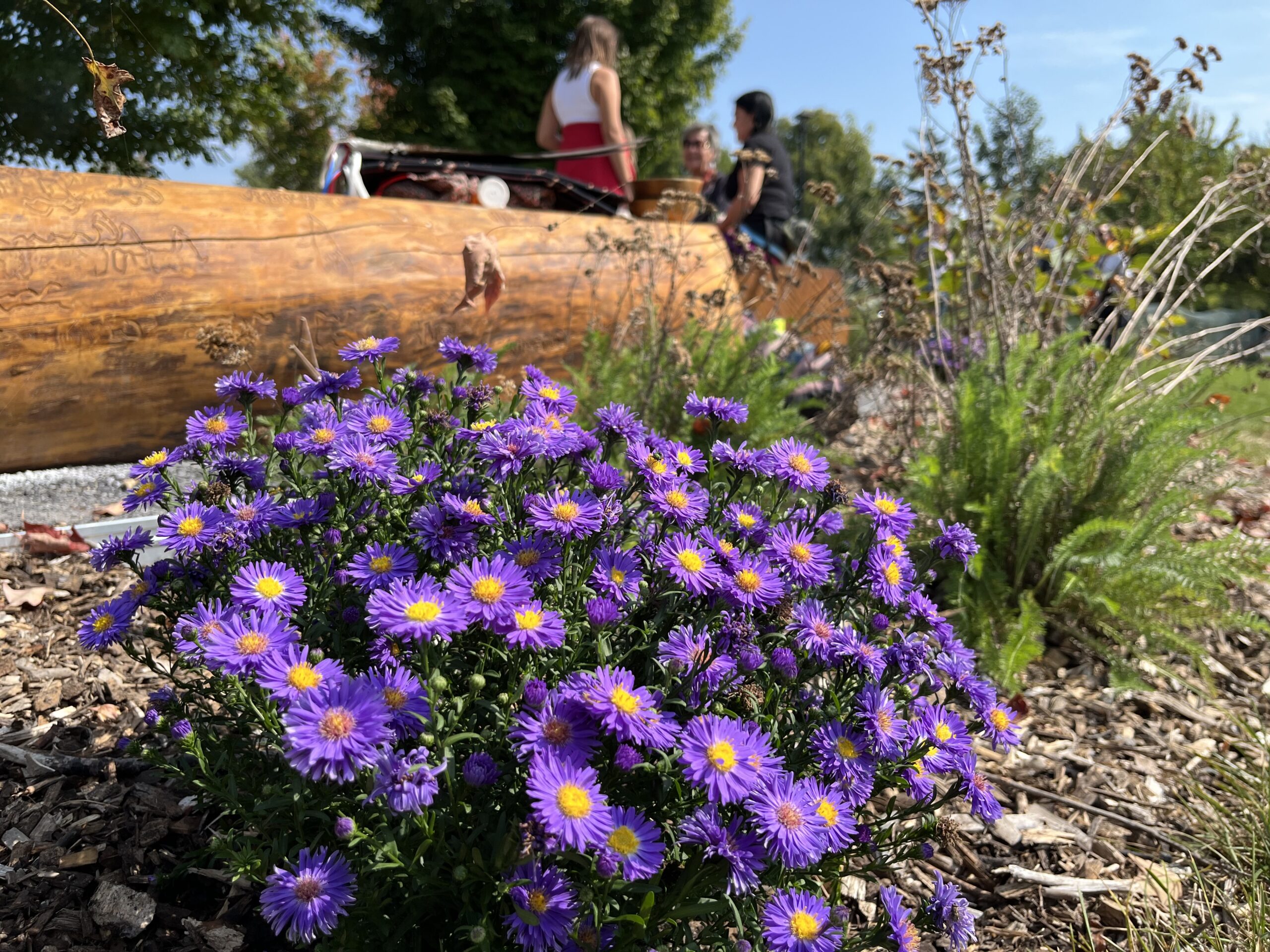 John Abbott College_Go Wild Grants_asters
