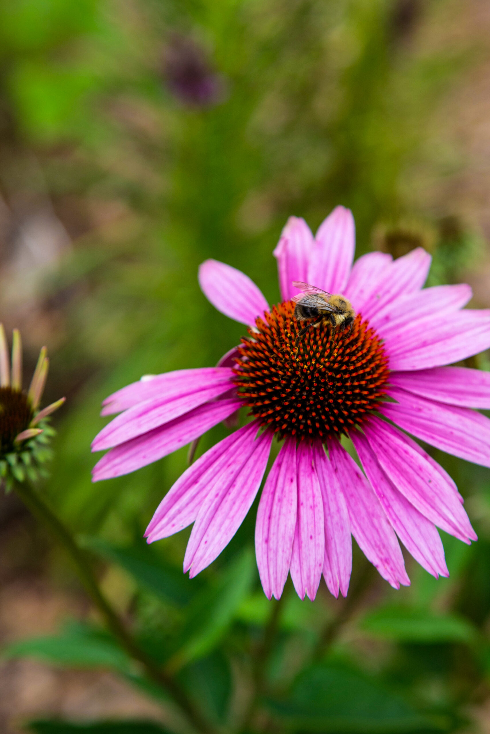 Pollinator Photo 2 - Samantha Casey