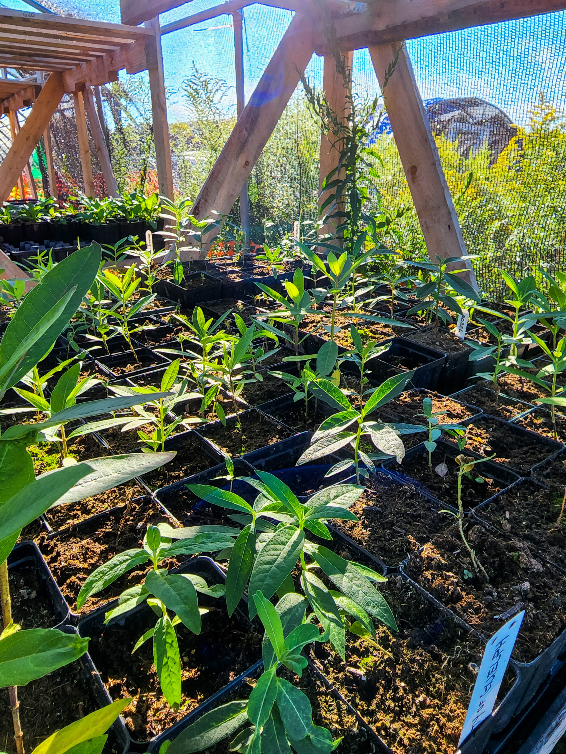 Native Plants - University of Guelph