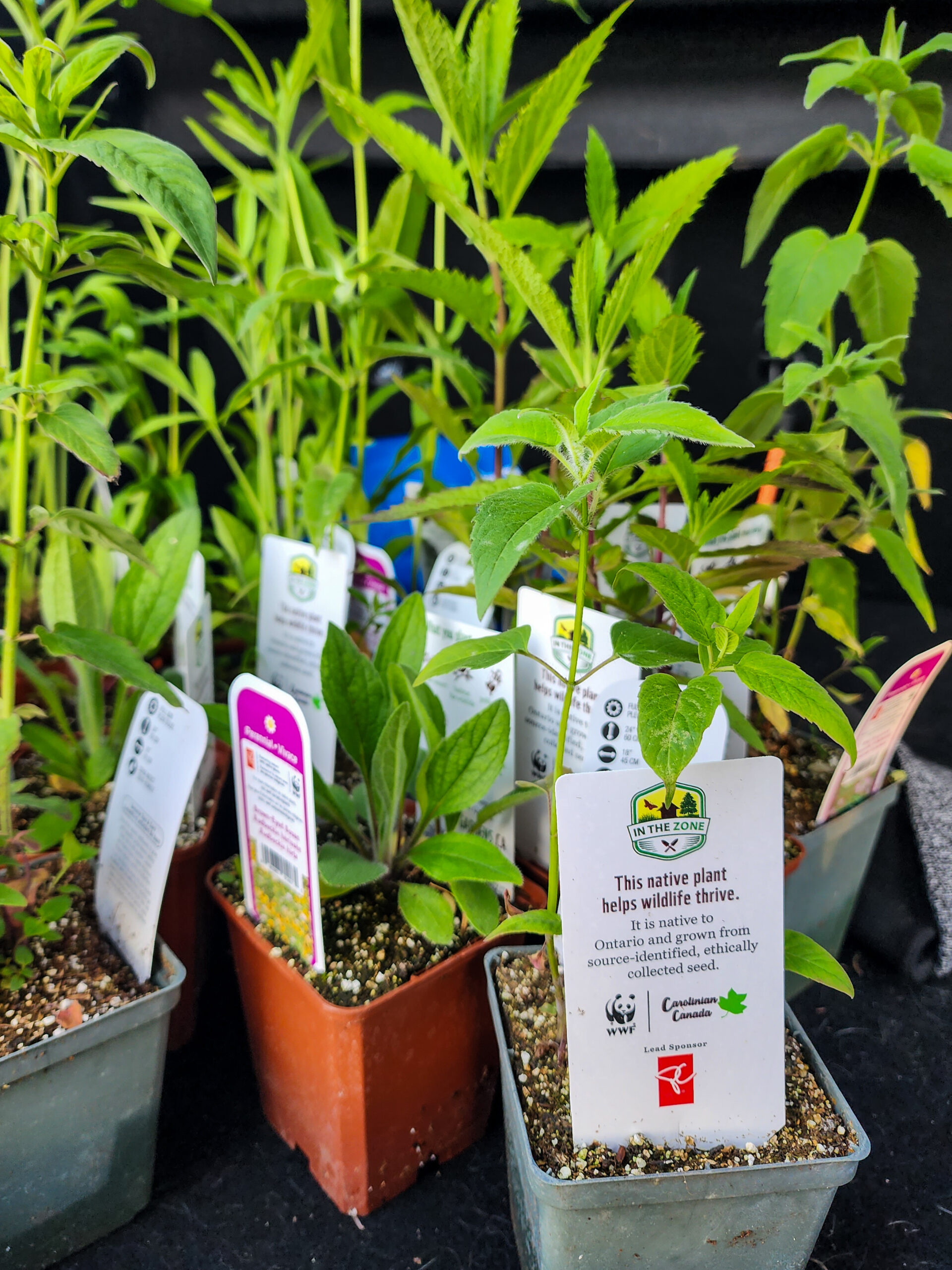 University of Guelph - Go Wild Grant