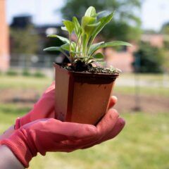 Native Plant - University of Guelph Native Plant - University of Guelph