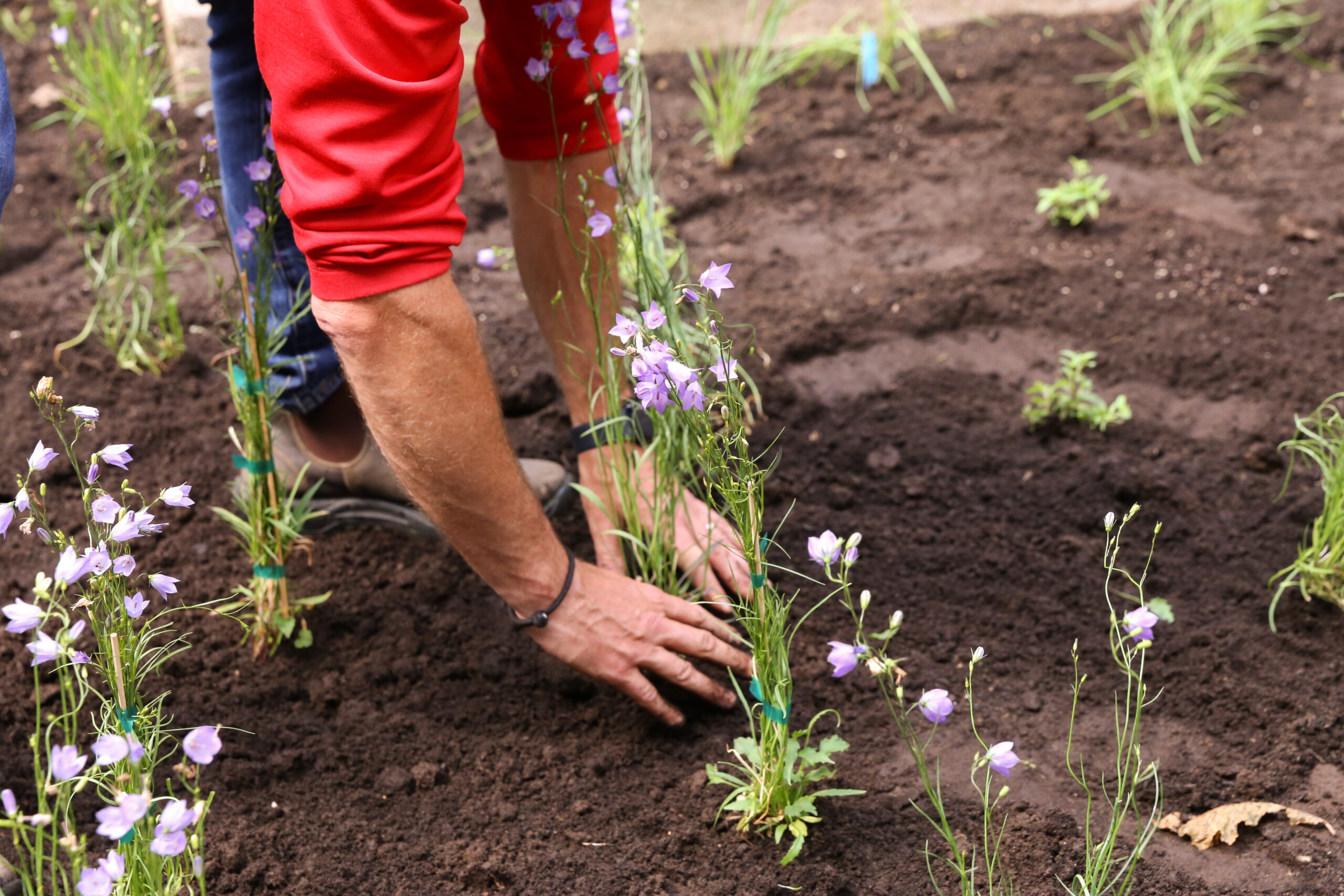 A person wearing a red sweater planting a flowering plant in soil.