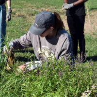 West Fennell Bioswale - Kyra Duncan - August 2025 planting_cropped West Fennell Bioswale - Kyra Duncan - August 2025 planting_cropped