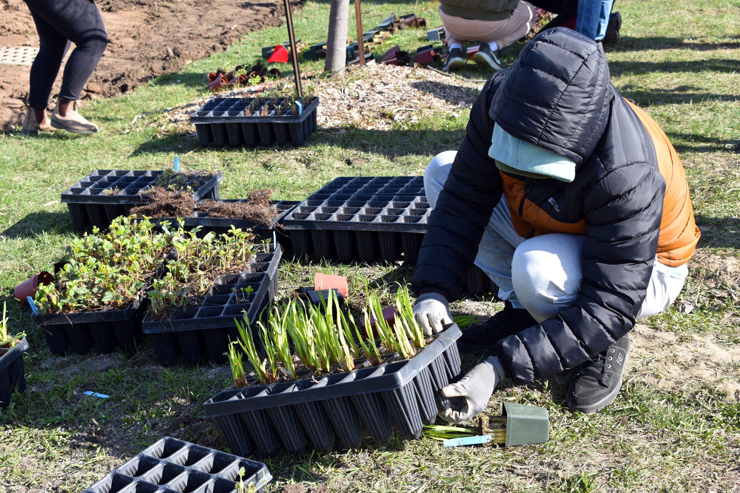 West Fennell Bioswale - Unknown Person - Earth Day 2025 planting